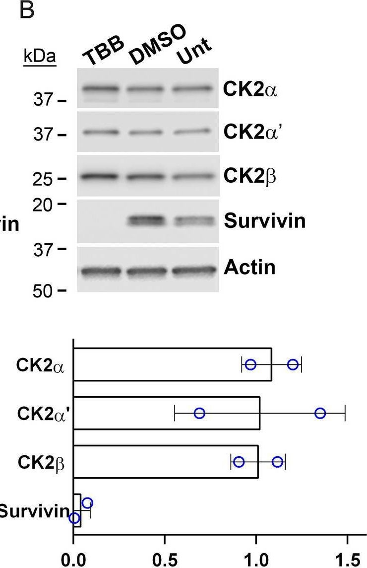 Detection of Survivin by Western Blot