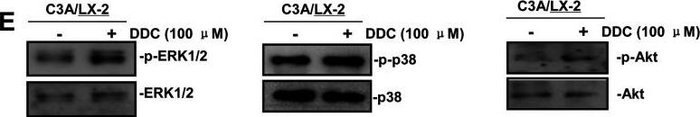 Detection of Human AKT by Western Blot