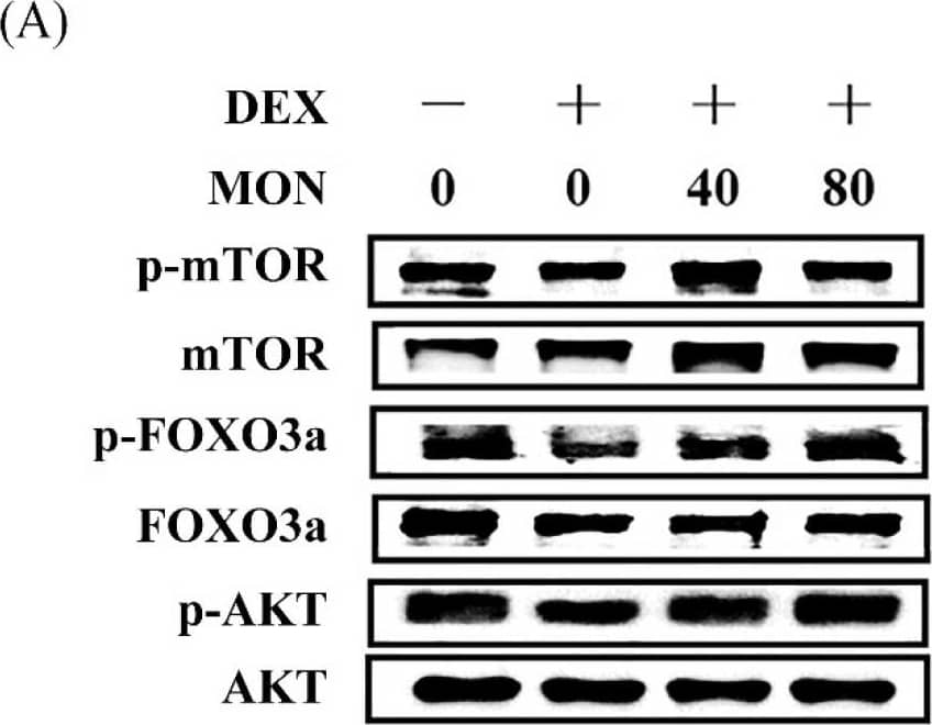 Detection of Mouse AKT by Western Blot
