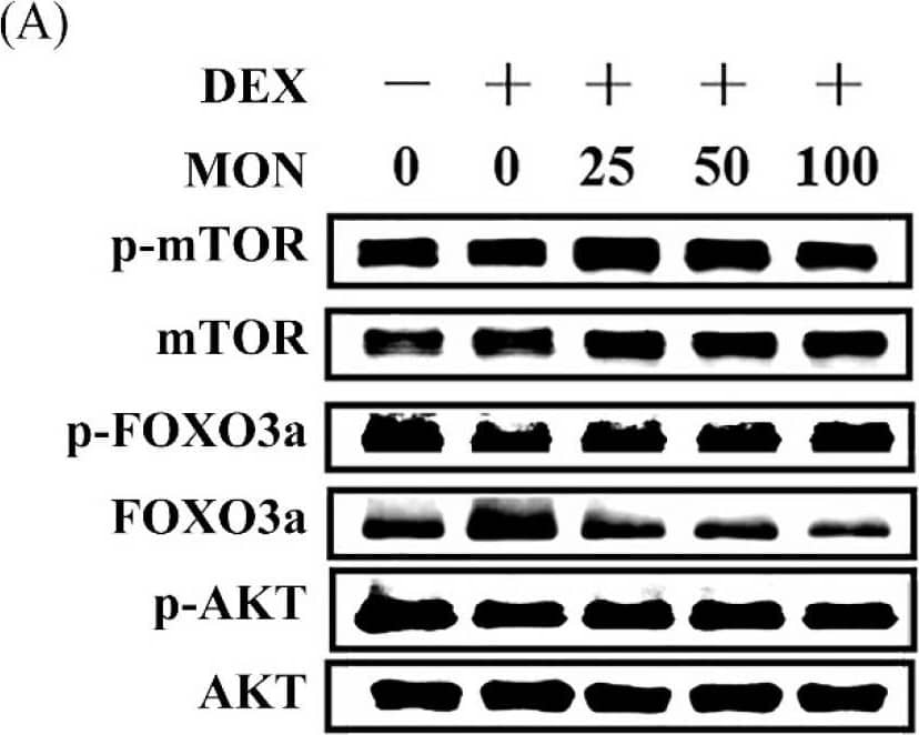Detection of Mouse AKT by Western Blot