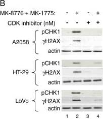 Detection of Human CDC2/CDK1 by Western Blot