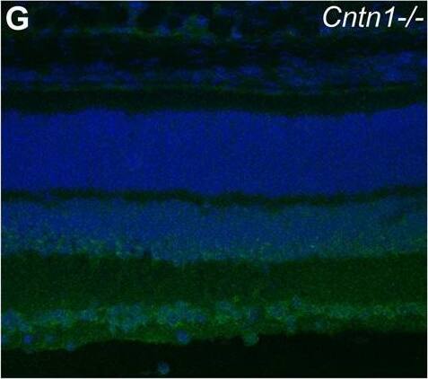 Detection of Contactin-1 by Immunohistochemistry