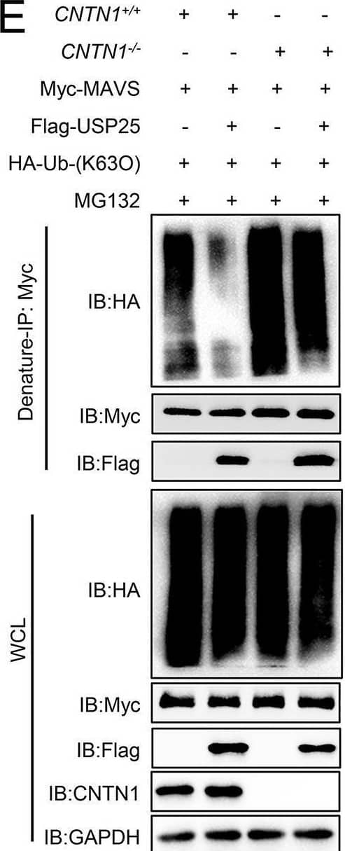 Detection of Contactin-1 by Western Blot