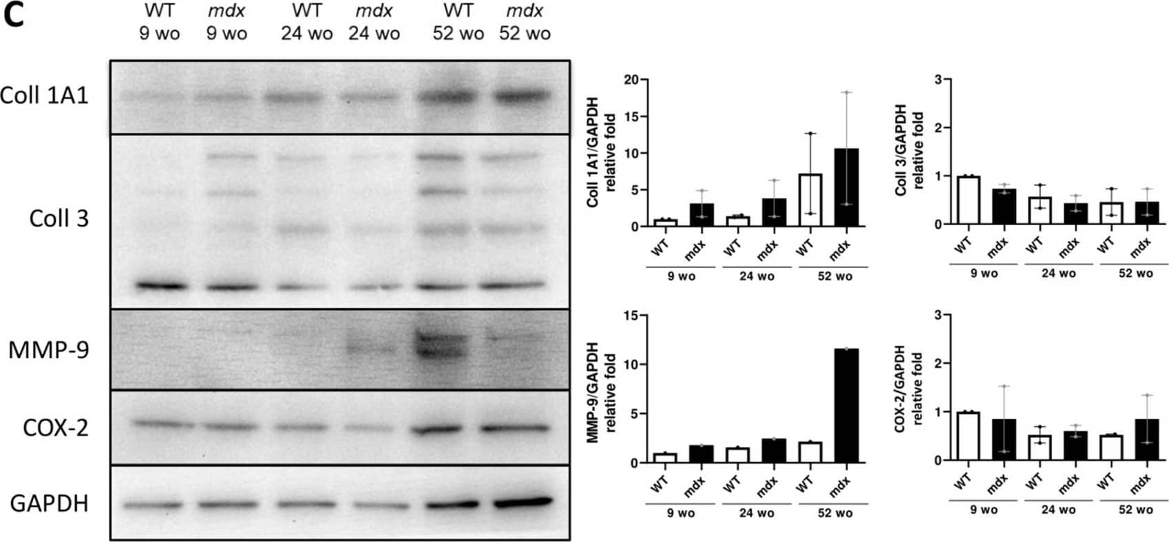 Detection of Mouse MMP-9 by Western Blot
