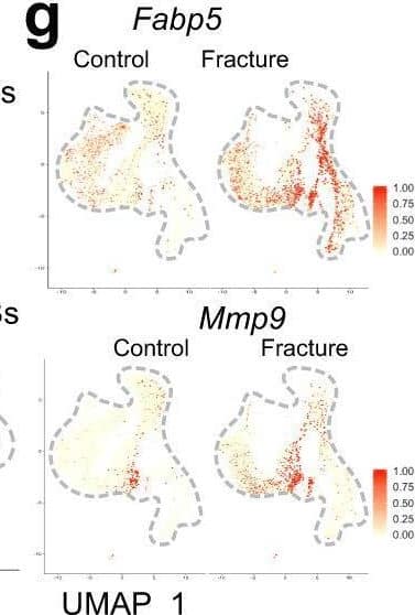 Detection of Mouse MMP-9 by Flow Cytometry
