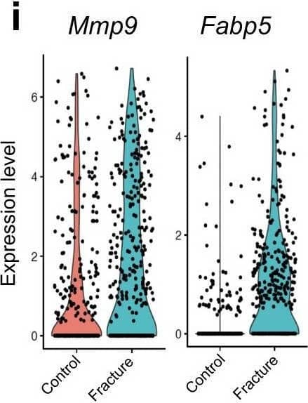Detection of Mouse MMP-9 by Flow Cytometry