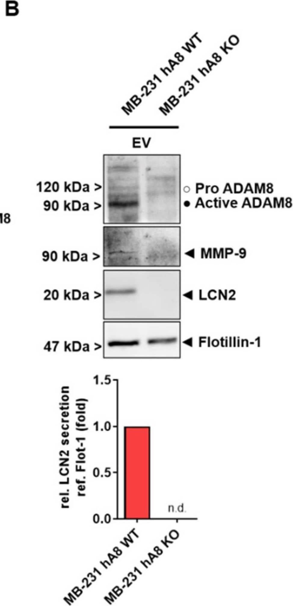 Detection of Human MMP-9 by Western Blot