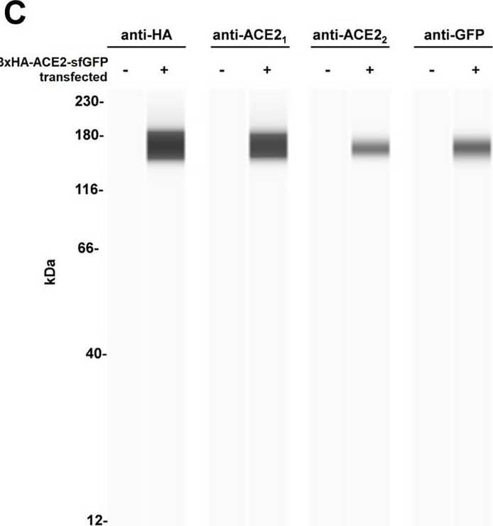 Human/Mouse/Rat/Hamster ACE-2 Antibody