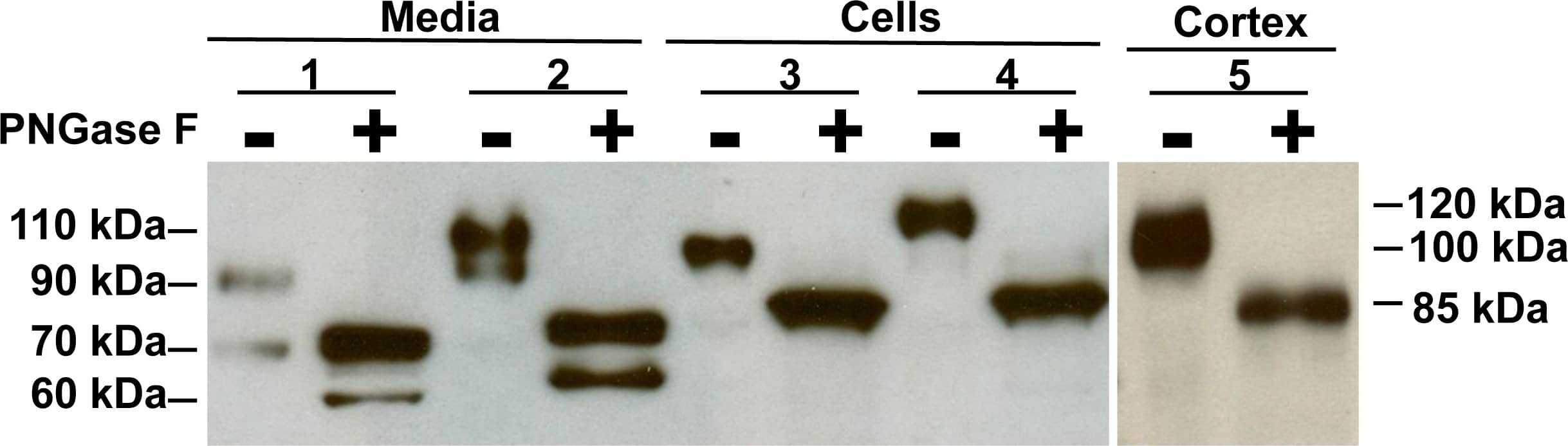 Detection of Mouse ACE-2 by Western Blot