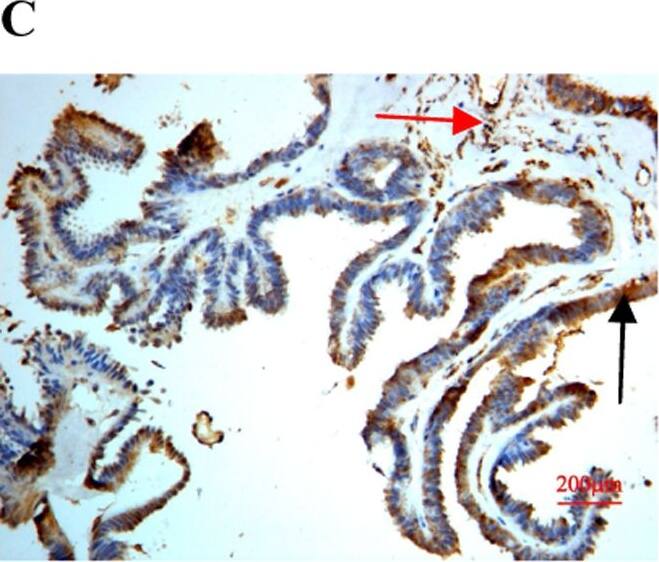 Detection of Human SPARC by Immunocytochemistry/ Immunofluorescence