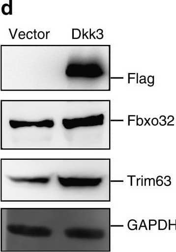 Detection of Mouse Dkk-3 by Western Blot