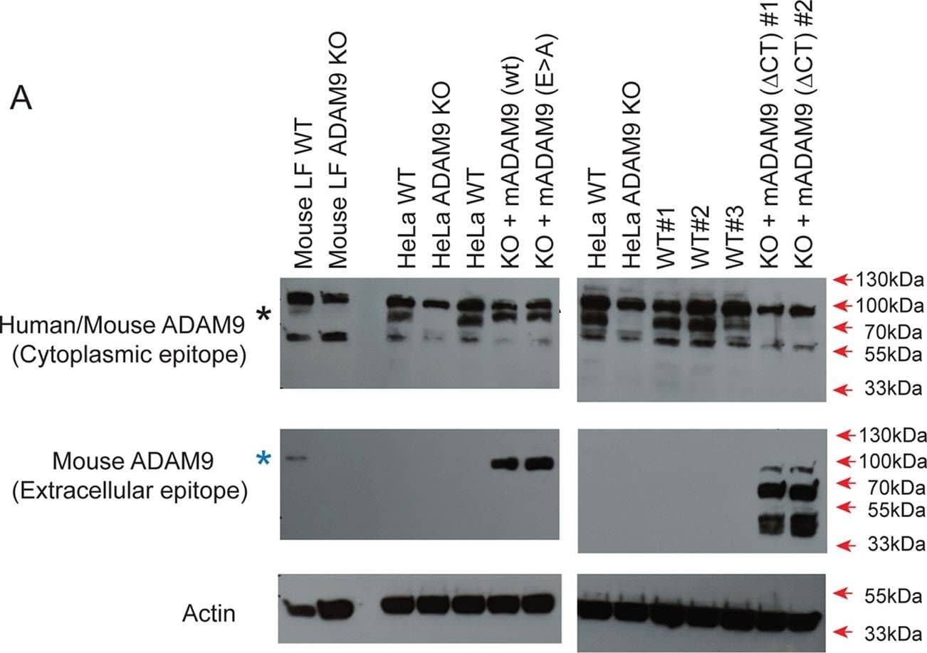 Detection of Mouse ADAM9 by Western Blot