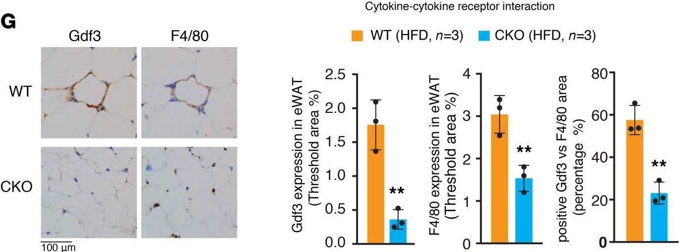 Detection of GDF-3 by Immunohistochemistry