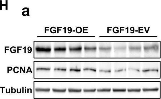 Detection of FGF-19 by Western Blot