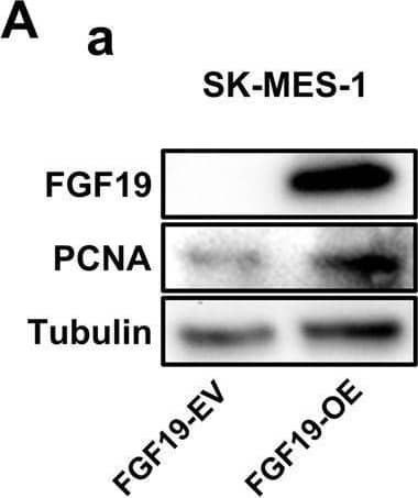 Detection of FGF-19 by Western Blot