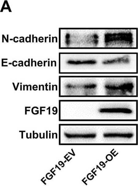 Detection of FGF-19 by Western Blot