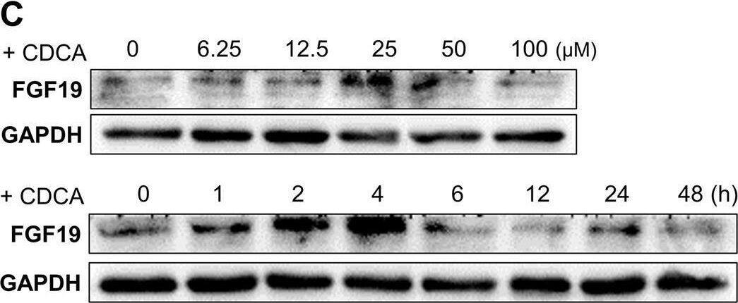 Detection of FGF-19 by Western Blot