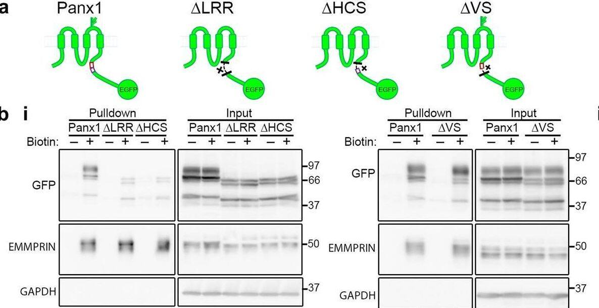 Detection of Human EMMPRIN/CD147 by Western Blot