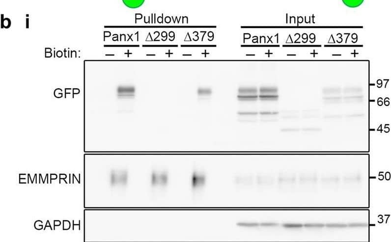 Detection of Human EMMPRIN/CD147 by Western Blot