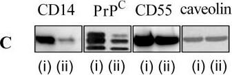 Detection of Mouse CD14 by Western Blot