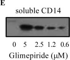 Detection of Mouse CD14 by Western Blot
