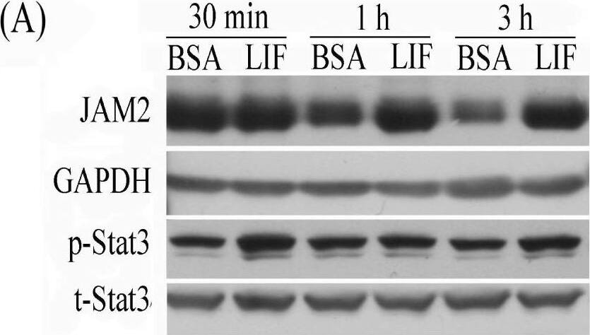Detection of Mouse JAM-B/VE-JAM by Western Blot
