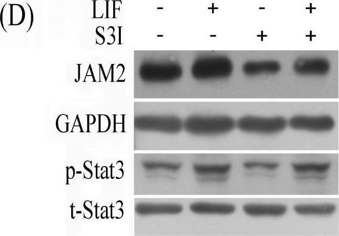 Detection of JAM-B/VE-JAM by Western Blot