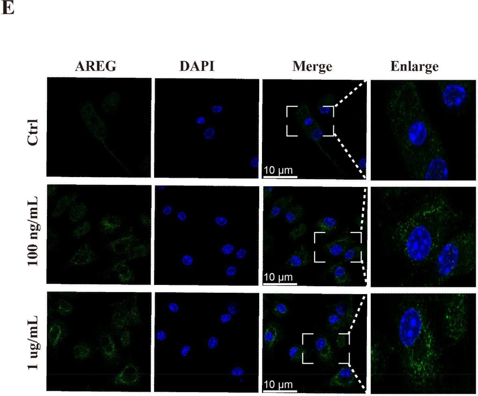 Detection of Amphiregulin by Immunocytochemistry/ Immunofluorescence