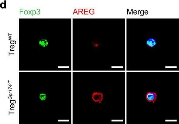 Detection of Amphiregulin by Immunocytochemistry/ Immunofluorescence