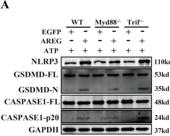 Detection of Amphiregulin by Western Blot
