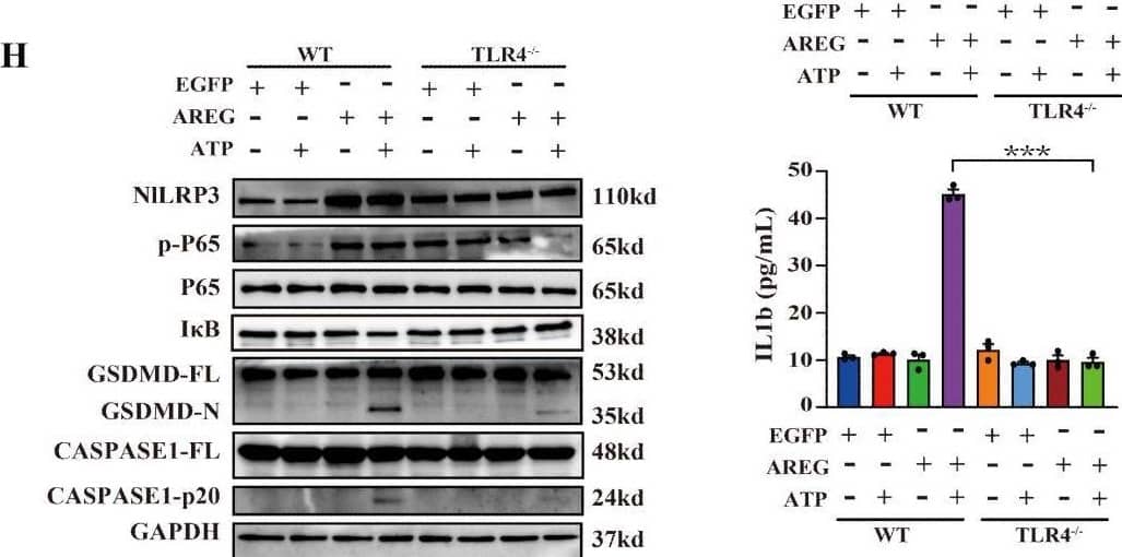 Detection of Amphiregulin by Western Blot