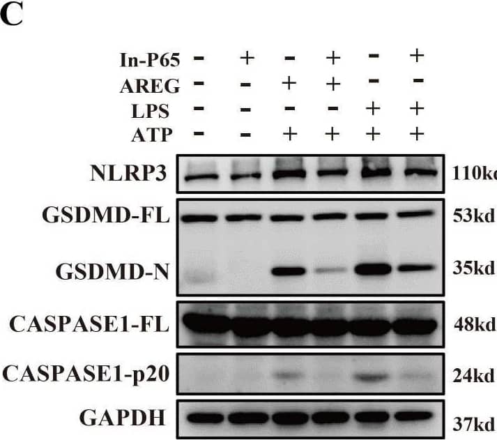 Detection of Amphiregulin by Western Blot