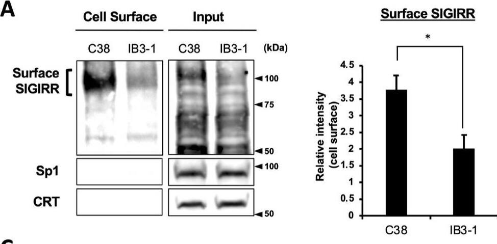 Detection of SIGIRR by Western Blot