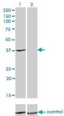 Western Blot: alcohol dehydrogenase 4 Antibody (3C5) [H00000127-M01]