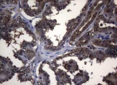 Immunohistochemistry: alcohol dehydrogenase 5 Antibody (OTI5G4) - Azide and BSA Free [NBP2-70096]