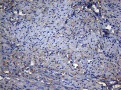 Immunohistochemistry-Paraffin: alcohol dehydrogenase 5 Antibody (OTI5G4) [NBP2-46495]