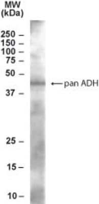 Western Blot: alcohol dehydrogenase Antibody [NB300-956]