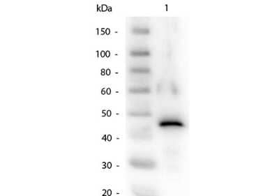 Western Blot: alcohol dehydrogenase Antibody [NB600-912]