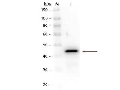 Western Blot: alcohol dehydrogenase Antibody [NB600-912]
