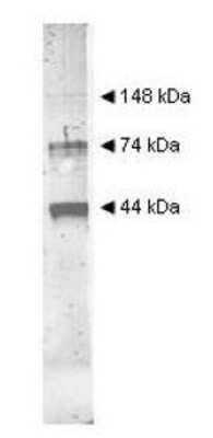 Western Blot: alcohol dehydrogenase Antibody [NB600-912]