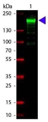 Western Blot: alpha 2-Macroglobulin Antibody [NB600-938]