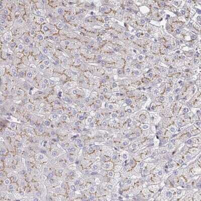 Immunohistochemistry-Paraffin: alpha 1 Mannosidase 1A Antibody [NBP2-37938]
