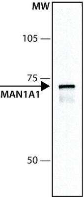 Western Blot: alpha 1 Mannosidase 1A Antibody [NB600-977]