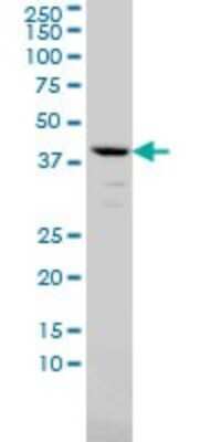 Western Blot: alpha 1-Microglobulin Antibody (3F1) [H00000259-M01]