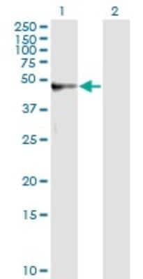 Western Blot: alpha 1-Microglobulin Antibody (3F1) [H00000259-M01]