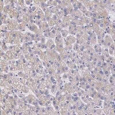 Immunohistochemistry-Paraffin: alpha 1-Microglobulin Antibody [NBP1-87958]