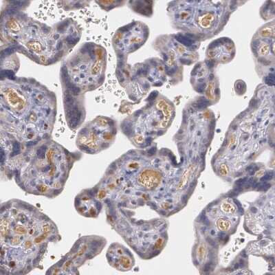 Immunohistochemistry-Paraffin: alpha 1-Microglobulin Antibody [NBP1-87958]