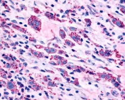 Immunohistochemistry-Paraffin: alpha-1B Adrenergic R/ADRA1B Antibody - BSA Free [NLS698]