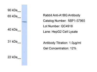 Western Blot: alpha 1B-Glycoprotein Antibody [NBP1-57965]