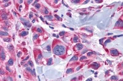 Immunohistochemistry-Paraffin: alpha-1D Adrenergic R/ADRA1D Antibody - BSA Free [NLS12]